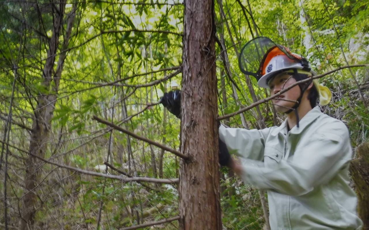 この森を守り育て