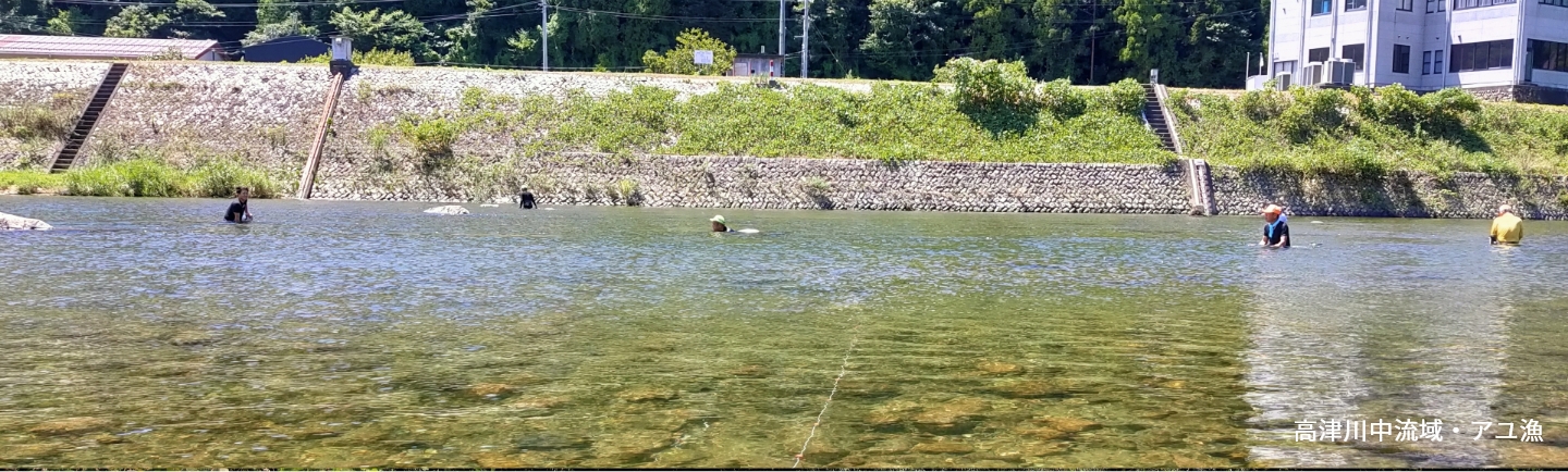 高津川中流域・アユ漁