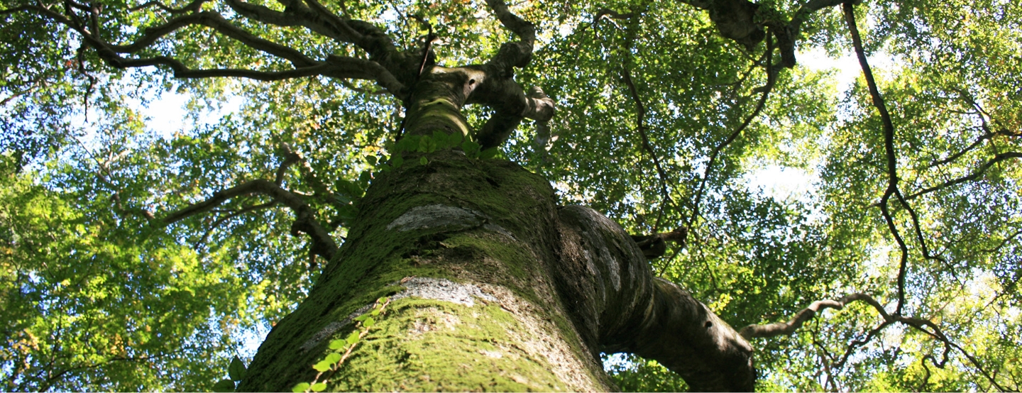 ブナの巨木（木谷山林）