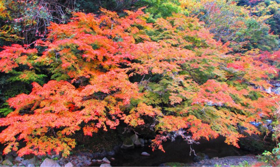 宮もみじ（木谷川）